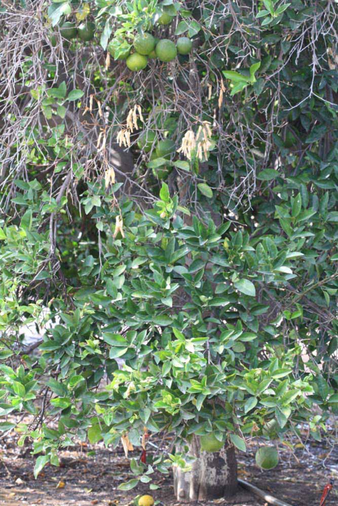            Habit (Riverside, CA)   